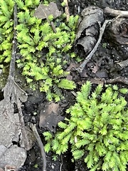 Fissidens taxifolius