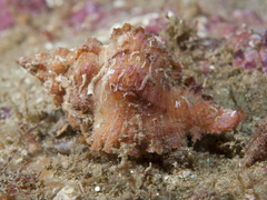 Chicoreus denudatus