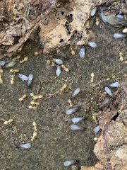Formicinae