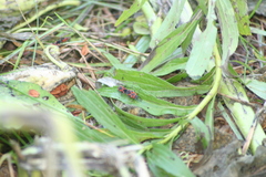 Lygaeus kalmii