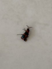 Collops quadrimaculatus