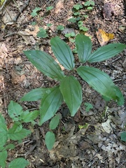 Maianthemum racemosum
