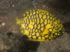 Cleidopus gloriamaris