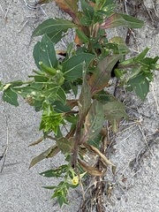 Oenothera parviflora