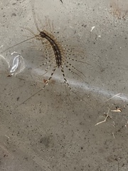 Scutigera coleoptrata