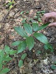 Maianthemum racemosum