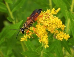 Sphex ichneumoneus