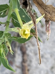 Oenothera parviflora