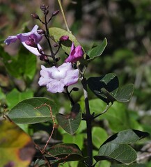 Tanaecium dichotomum