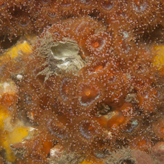 Corynactis australis