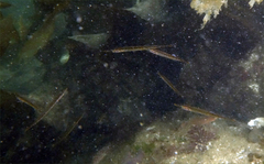 Aulorhynchus flavidus