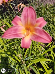 Hemerocallis