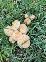 Pholiota squarrosa