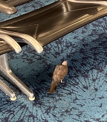 Streptopelia chinensis