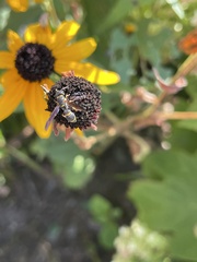 Parancistrocerus perennis