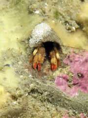 Discorsopagurus schmitti