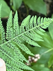 Athyrium