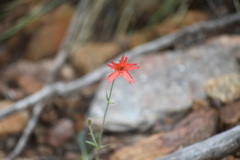 Silene laciniata