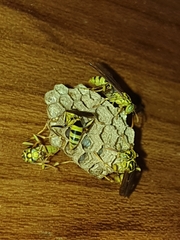 Mischocyttarus basimacula