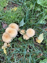 Pholiota squarrosa