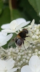 Eristalis intricaria