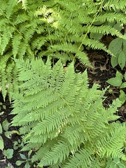 Athyrium