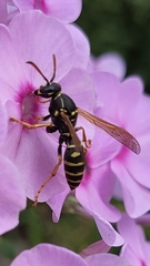 Polistes nimpha