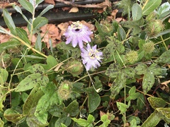 Passiflora ciliata