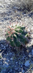 Ferocactus recurvus