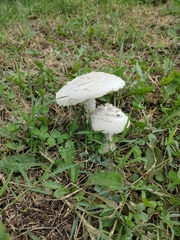 Saproamanita thiersii