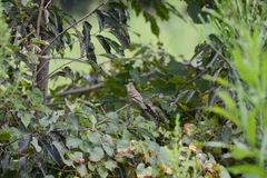 Empidonax