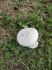 Saproamanita thiersii