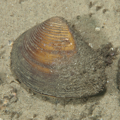 Eucrassatella cumingii