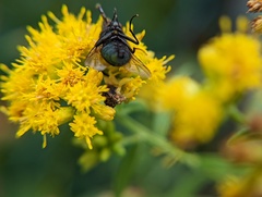Phymata pennsylvanica