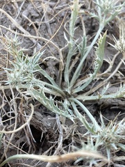Eryngium aristulatum