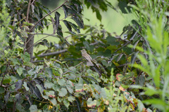 Empidonax