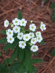 Euphorbia corollata