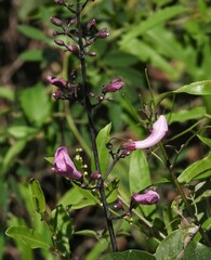 Tanaecium dichotomum