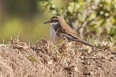 Cinclodes albiventris