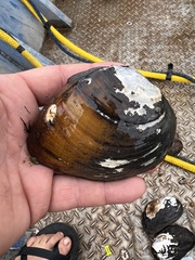 Ellipsaria lineolata