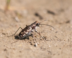 Cicindela repanda