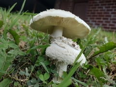 Saproamanita thiersii