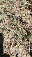 Eryngium aristulatum