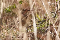 Upucerthia validirostris