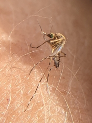 Aedes