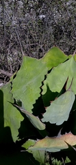 Agave potatorum
