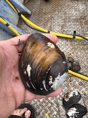 Ellipsaria lineolata