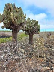 Opuntia galapageia