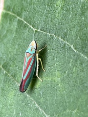 Graphocephala coccinea