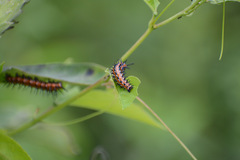 Euptoieta claudia